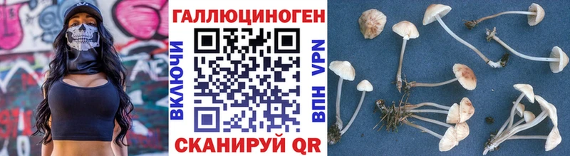 Купить где  Дюртюли  Псилоцибиновые грибы Psilocybine cubensis 
